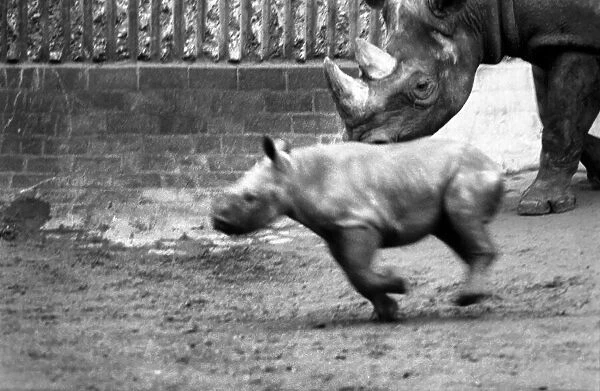 Animals. London Zoo: Rhino. January 1976 76-00002-010
