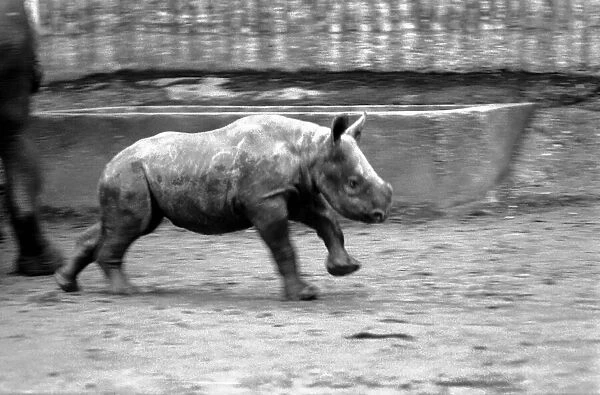 Animals. London Zoo: Rhino. January 1976 76-00002-012