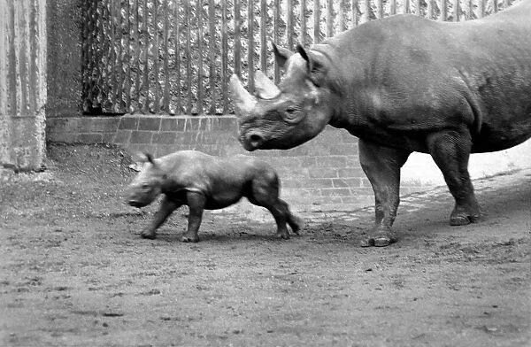 Animals. London Zoo: Rhino. January 1976 76-00002-006