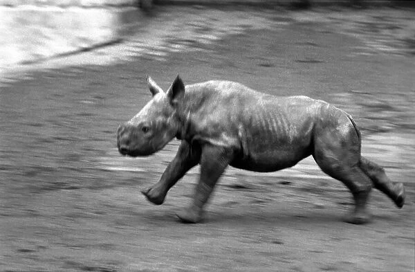 Animals. London Zoo: Rhino. January 1976 76-00002-026
