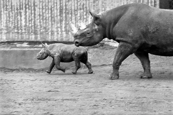 Animals. London Zoo: Rhino. January 1976 76-00002-004