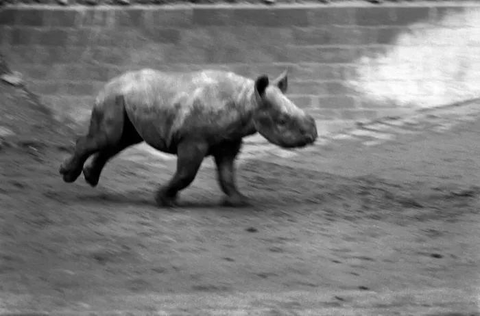 Framed Print : Animals. London Zoo: Rhino. January 1976 76-00002-029