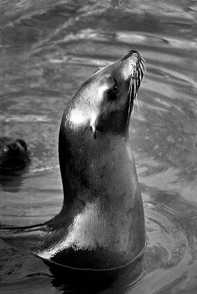 Animals: London Zoo: Sea Lion. January 1977 77-00026-007