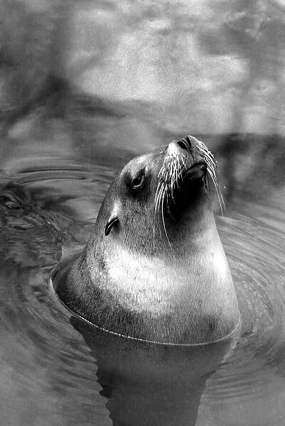Animals: London Zoo: Sea Lion. January 1977 77-00026-008