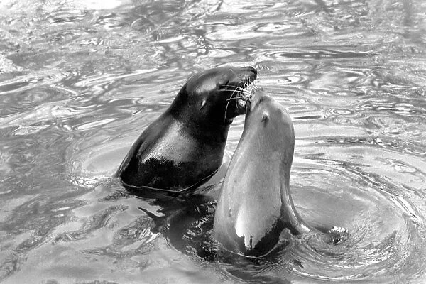 Animals: London Zoo: Sea Lion. January 1977 77-00026-004