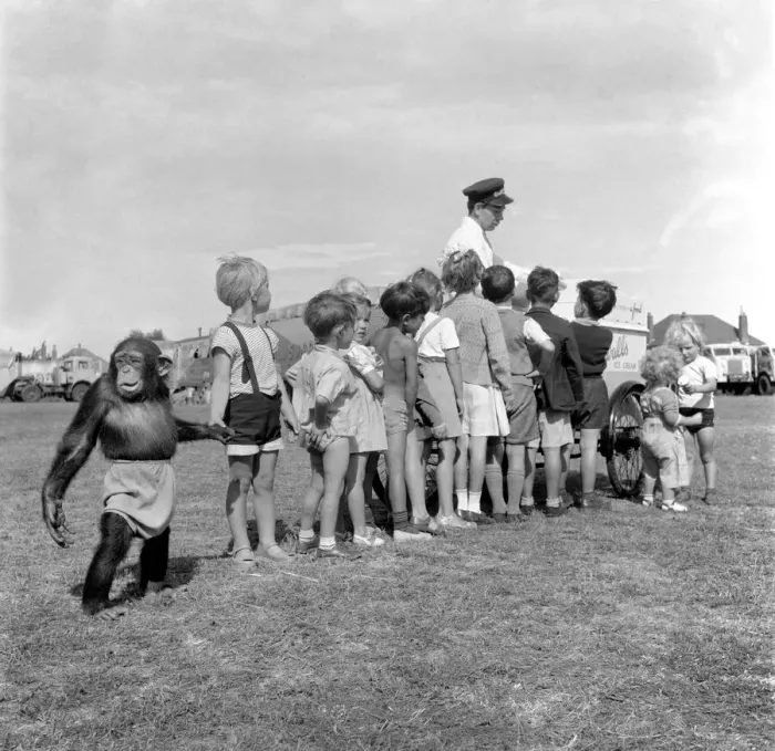Framed Print : Animals: Monkey: Humour. Chimpanzee queues with children to get Ice-Cream Framed Print : Animals: Monkey: Humour. Chimpanzee queues with children to get Ice-Cream
