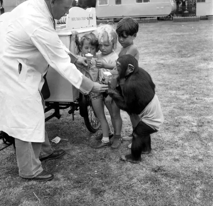 Framed Print : Animals: Monkey: Humour. Chimpanzee queues with children to get Ice-Cream Framed Print : Animals: Monkey: Humour. Chimpanzee queues with children to get Ice-Cream