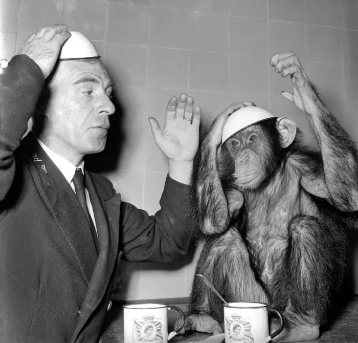 Framed Print : Animals Monkey Humour. Monkeys table manners. September 1953 D5598-003 Framed Print : Animals Monkey Humour. Monkeys table manners. September 1953 D5598-003
