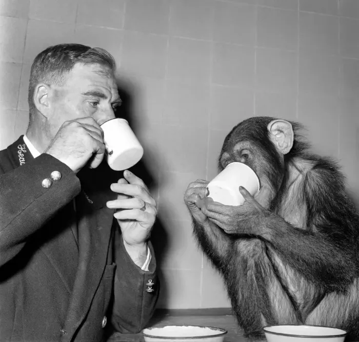Framed Print : Animals Monkey Humour. Monkeys table manners. September 1953 D5598