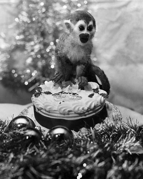 Animals-Monkey: PIP the monkey looked like having a very bleak Christmas hounded out of