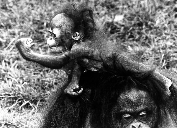 Animals - Monkeys - Apes - Orang-utan - Gestures 6 month old orang-outan Bella