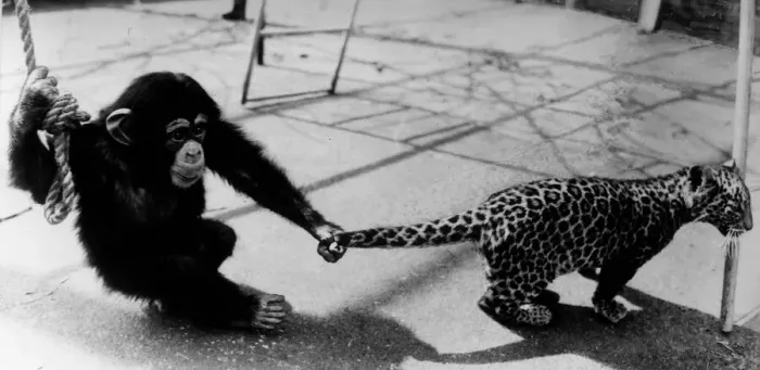 Framed Print : Animals Monkeys Chimpanzee Cats Leopard Topaz the Chimp pulls the tail of Luke Framed Print : Animals Monkeys Chimpanzee Cats Leopard Topaz the Chimp pulls the tail of Luke