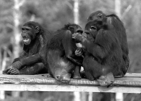Animals Monkeys Chimpanzees A©Mirrorpix