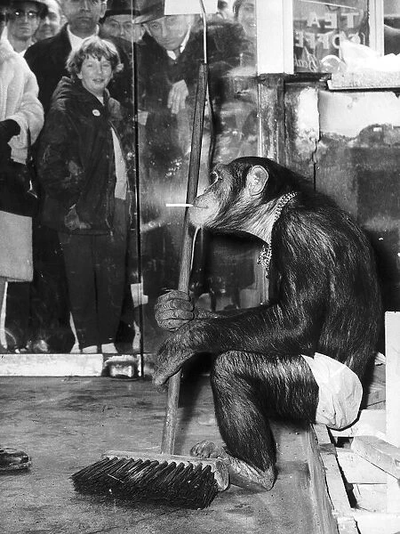 Animals Monkeys Chimpanzees Linda the chimp sits inside a shop holding a broom