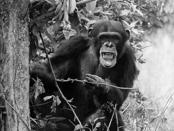 Animals. Monkeys. Edward the Chimp June 1967 P013358