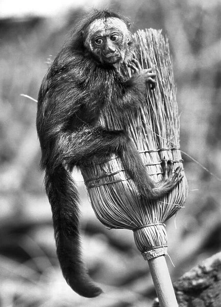 Animals - Monkeys -Hanger On... Neddy. June 1982 P011697