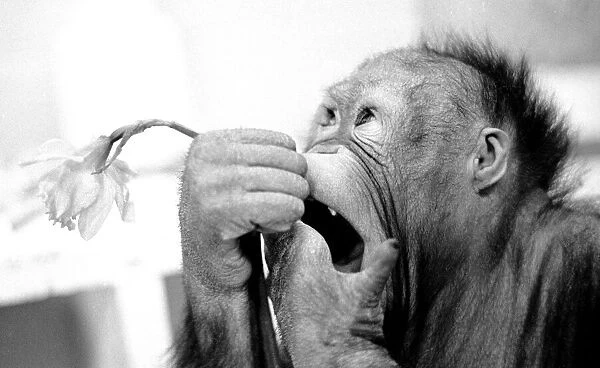 Animals - monkeys - humour Asimath the orang-utan playing with  /  eating a daffodil
