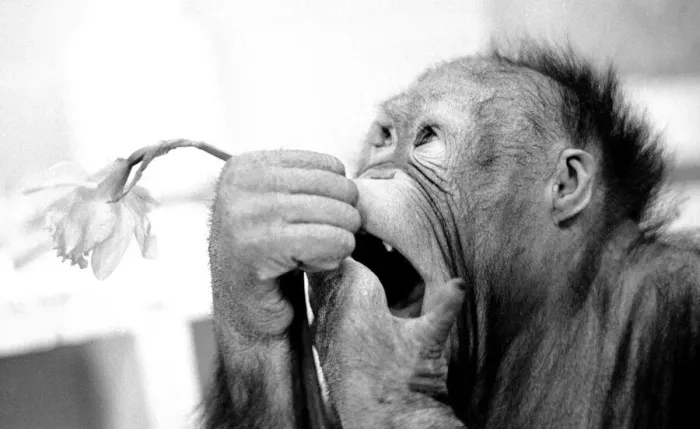 Framed Print : Animals - monkeys - humour Asimath the orang-utan playing with  /  eating a daffodil
