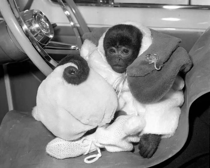 Framed Print : Animals Monkeys January 1959 Jo-Jo the South American is a lucky monkey