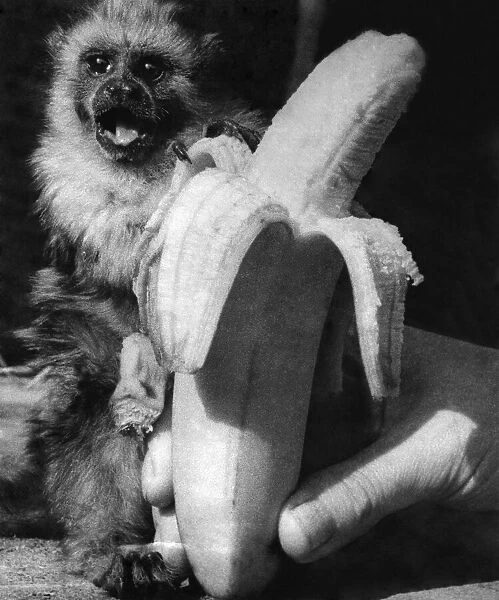 Animals: Monkeys. Marmosets. September 1955 P004116