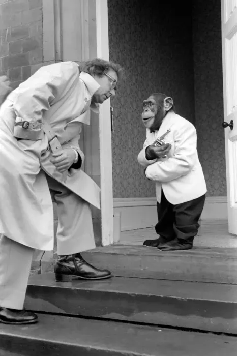 Framed Print : Animals: Monkeys: Bill Marshall has tea with the Brook Bond chimps at Twycross Zoo