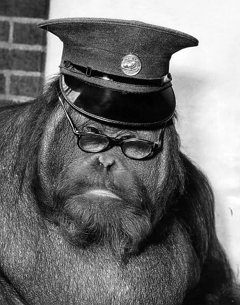 Animals: Monkeys: Orang-utan: Monkey Orang outang the Jiggs London Zoo. July 1955 P028137