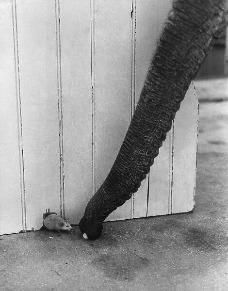Animals - Mouse Elephant Friendship. Jumbo the elephant makes a trunk call to his