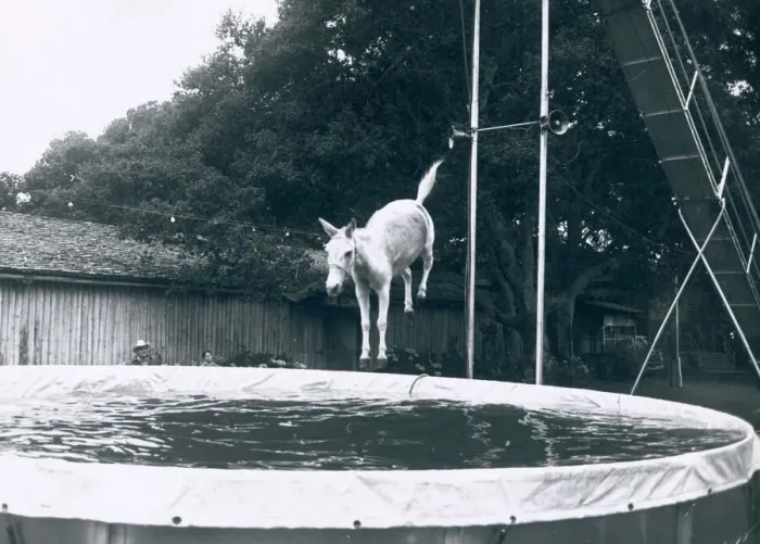 Framed Print : Animals Mules. Sue the Mule jumps 15 metres into a pool from a high board