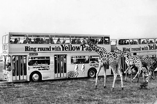 Animals Nature Reserves. Giraffes at Windsor Safari park. September 1972 P000690