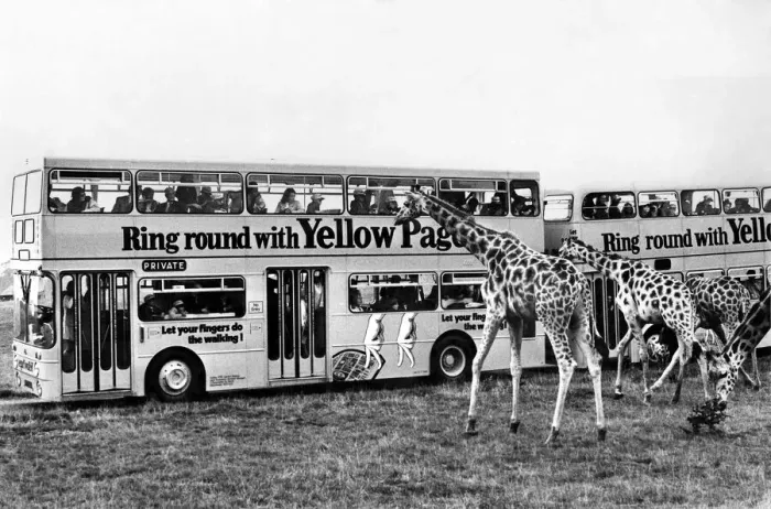 Framed Print : Animals Nature Reserves. Giraffes at Windsor Safari park. September 1972 P000690