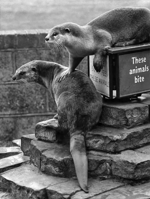 Framed Print : Animals Otters. July 1967 P007365 Framed Print : Animals Otters. July 1967 P007365