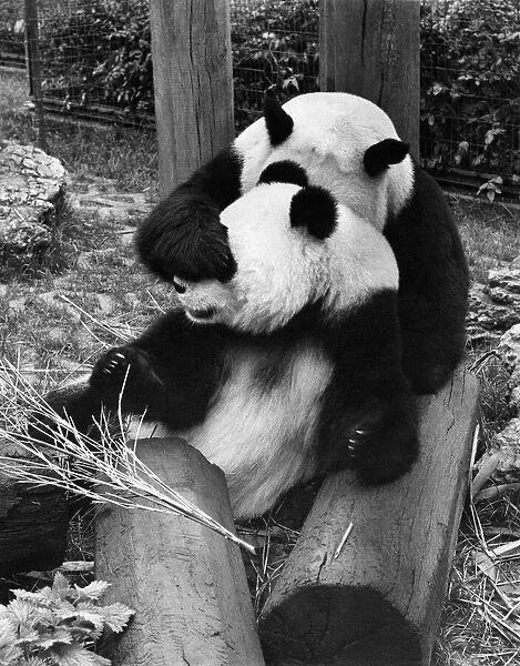 Animals: Panda. There is a hope that at last the two giant Pandas at the London Zoo will
