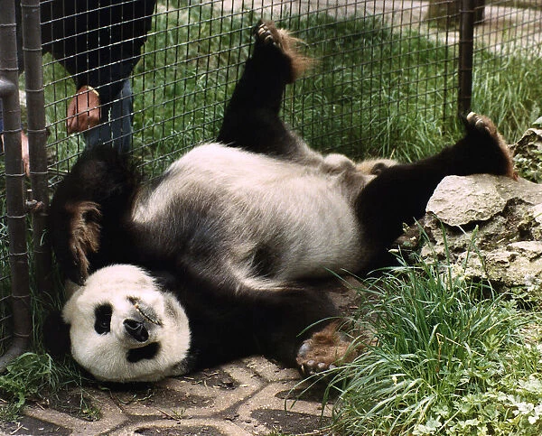 Animals Panda July 1988