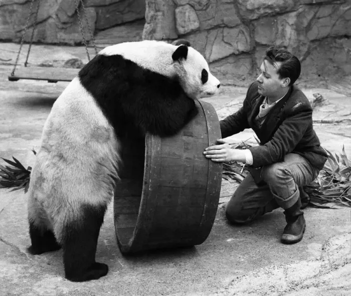 Framed Print : Animals: Panda. Lets roll it'Chi-Chi seems to be saying to keeper Alan