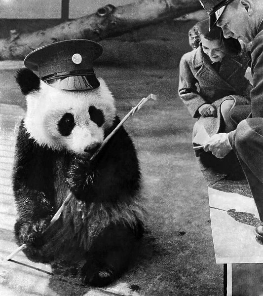 Animals - Panda. May 1946 P000608