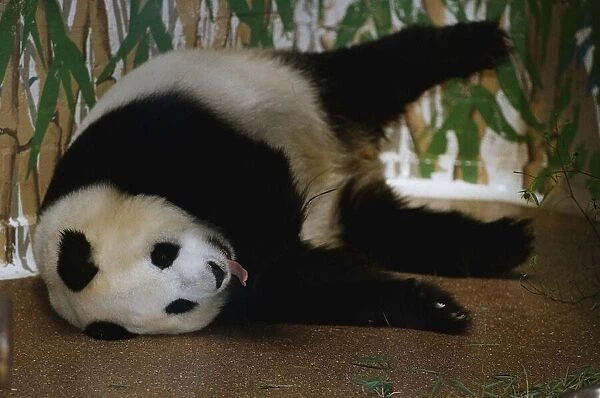 Animals Pandas August 1993