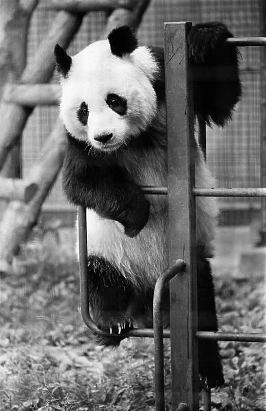 Animals - Pandas. Hanging around Ching-Ching plays the waiting game