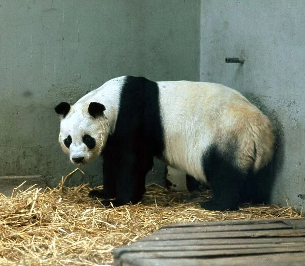 Animals - Pandas Panda - April 1972 Chi Chi the giant panda at London Zoo