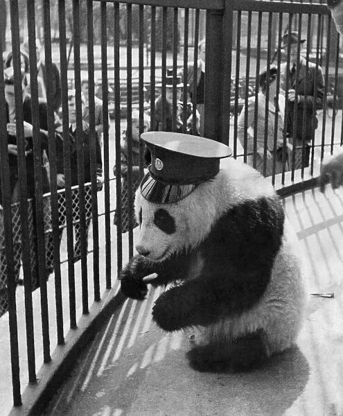 Animals pandas. Unity, in her keepers hat, which she readily adopted