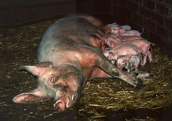 Animals - Pig Piglets CL14, 089 H walker July 1971 A©mirrorpix