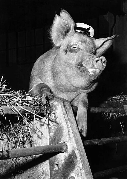 Animals - Pigs: All dressed up in her naval cap, Dainty Girl (and that, if you please