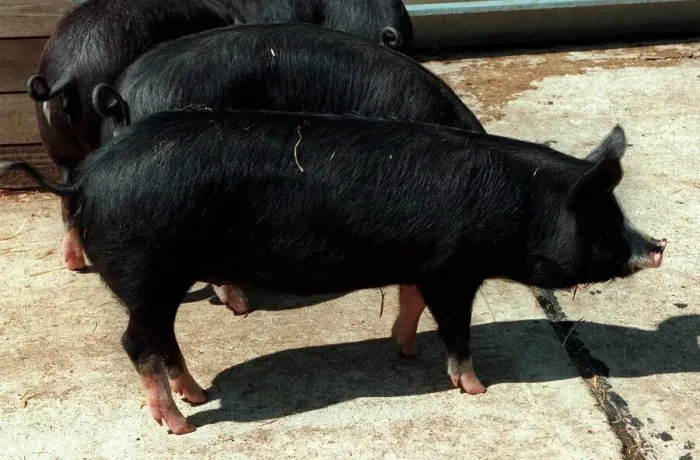 Framed Print : Animals Pigs Berkshire Pig at Aldenham Country Park DBase