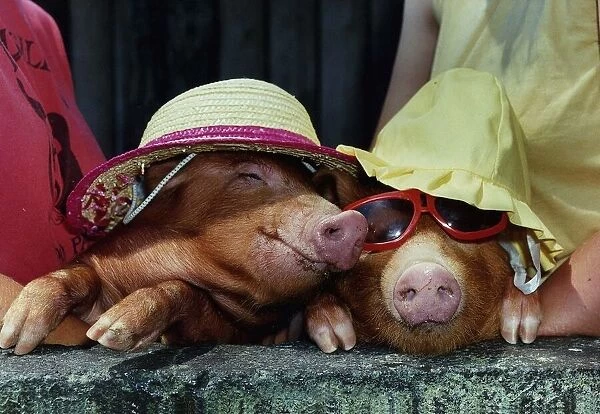 Animals Pigs wearing sun bonnets