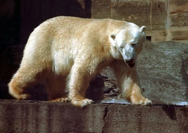 Animals - Polar Bear at London Zoo circa 1985
