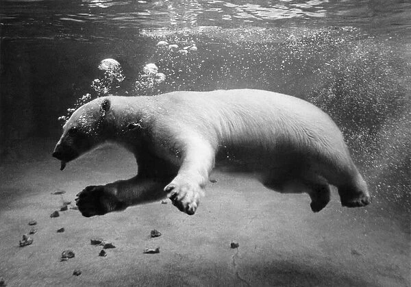 Animals - Polar Bears. July 1969 P000438