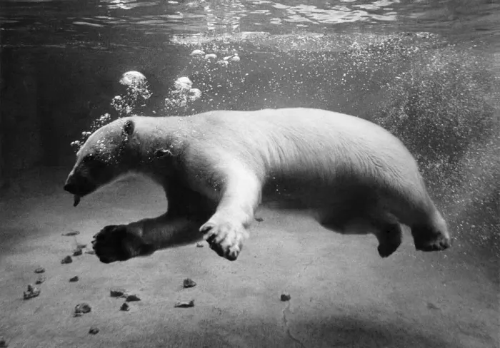 Framed Print : Animals - Polar Bears. July 1969 P000438