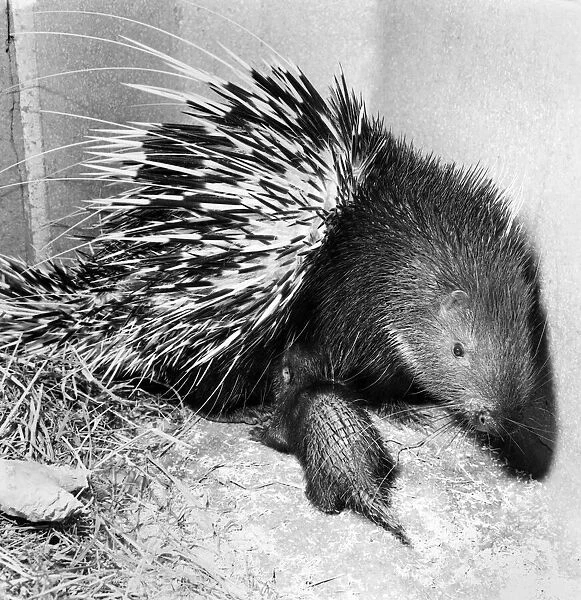 Animals: Porcupine. It is very rare for this particular pocupine to breed in captivity