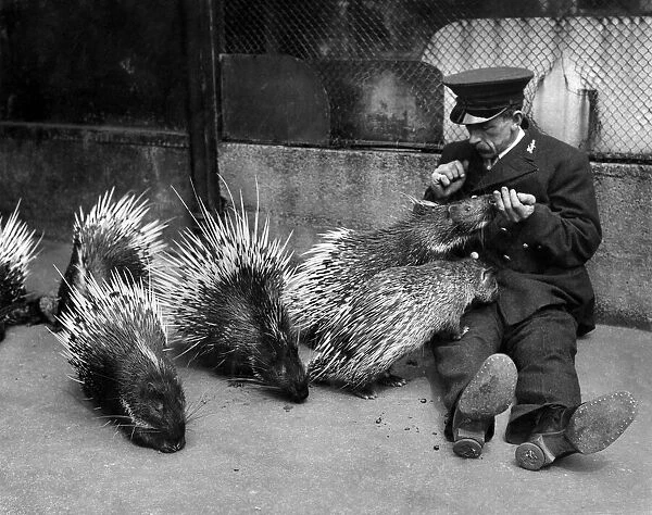 Animals: Porcupines. A prickley game. A keeper makes a porcupine eat from his hand