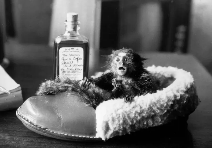 Framed Print : Animals Primates Monkeys Marmoset Tarzan the 1 year old Marmoset sits in his owners Framed Print : Animals Primates Monkeys Marmoset Tarzan the 1 year old Marmoset sits in his owners