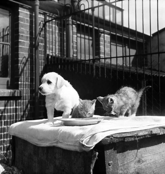 Animals at Prince Rock Dogs and Cats home Plymouth. August 1950 O25406-004